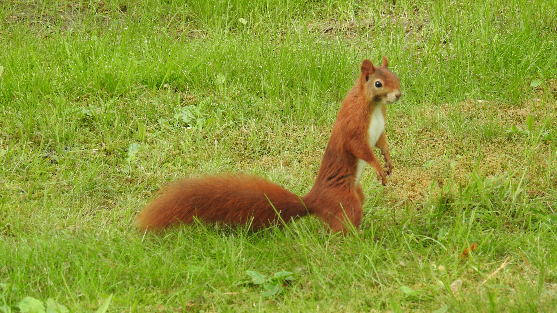 Hörnchen