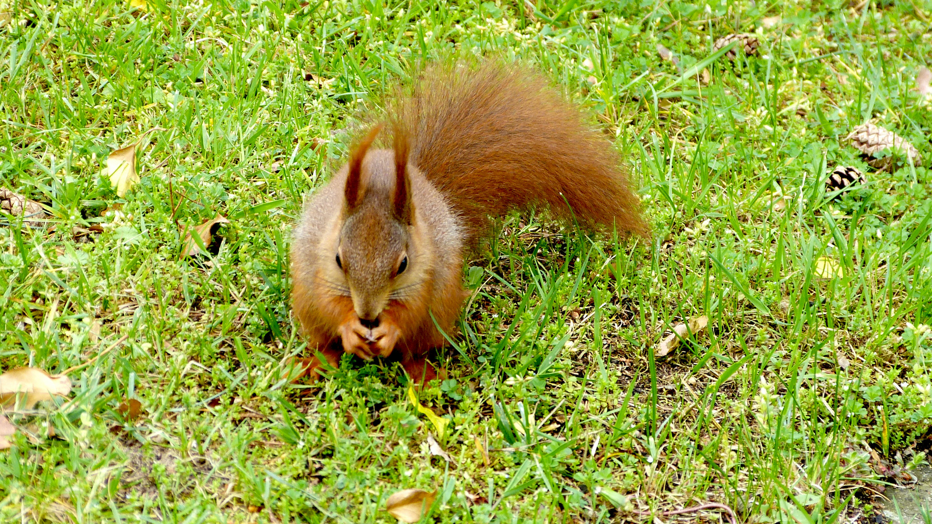 Hörnchen