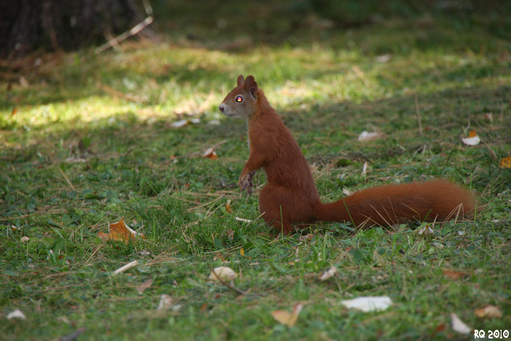 Hörnchen