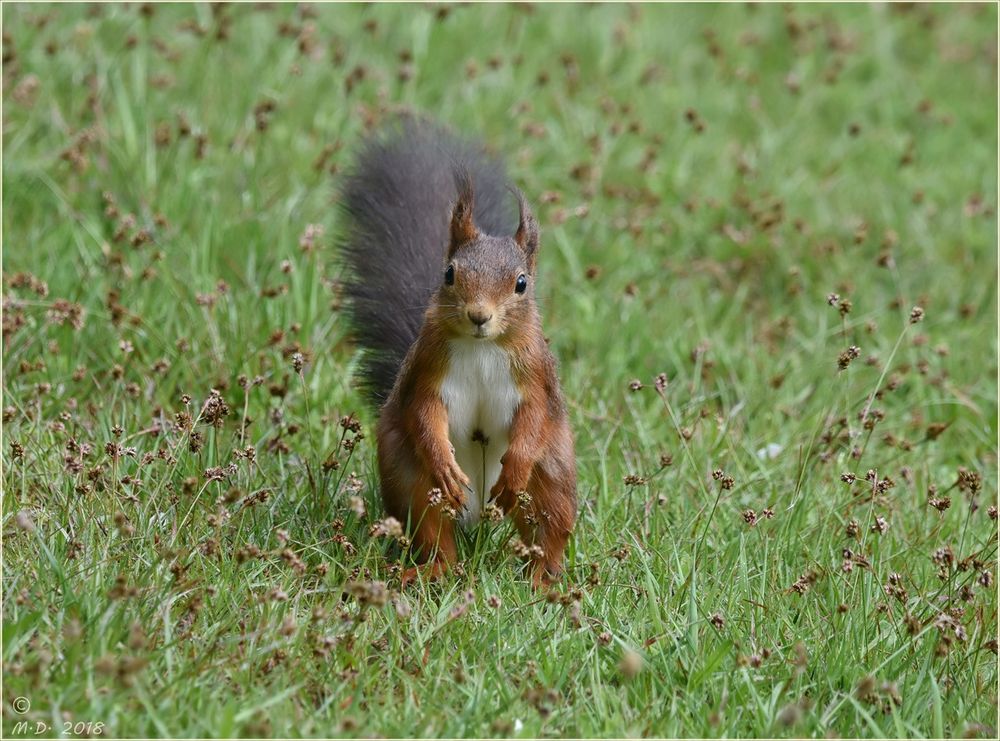 Hörnchen darf gerne auch mal mittig sein! ;-)