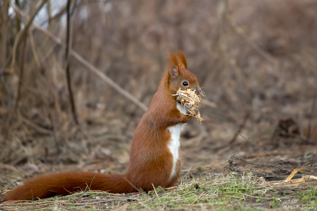 Hörnchen