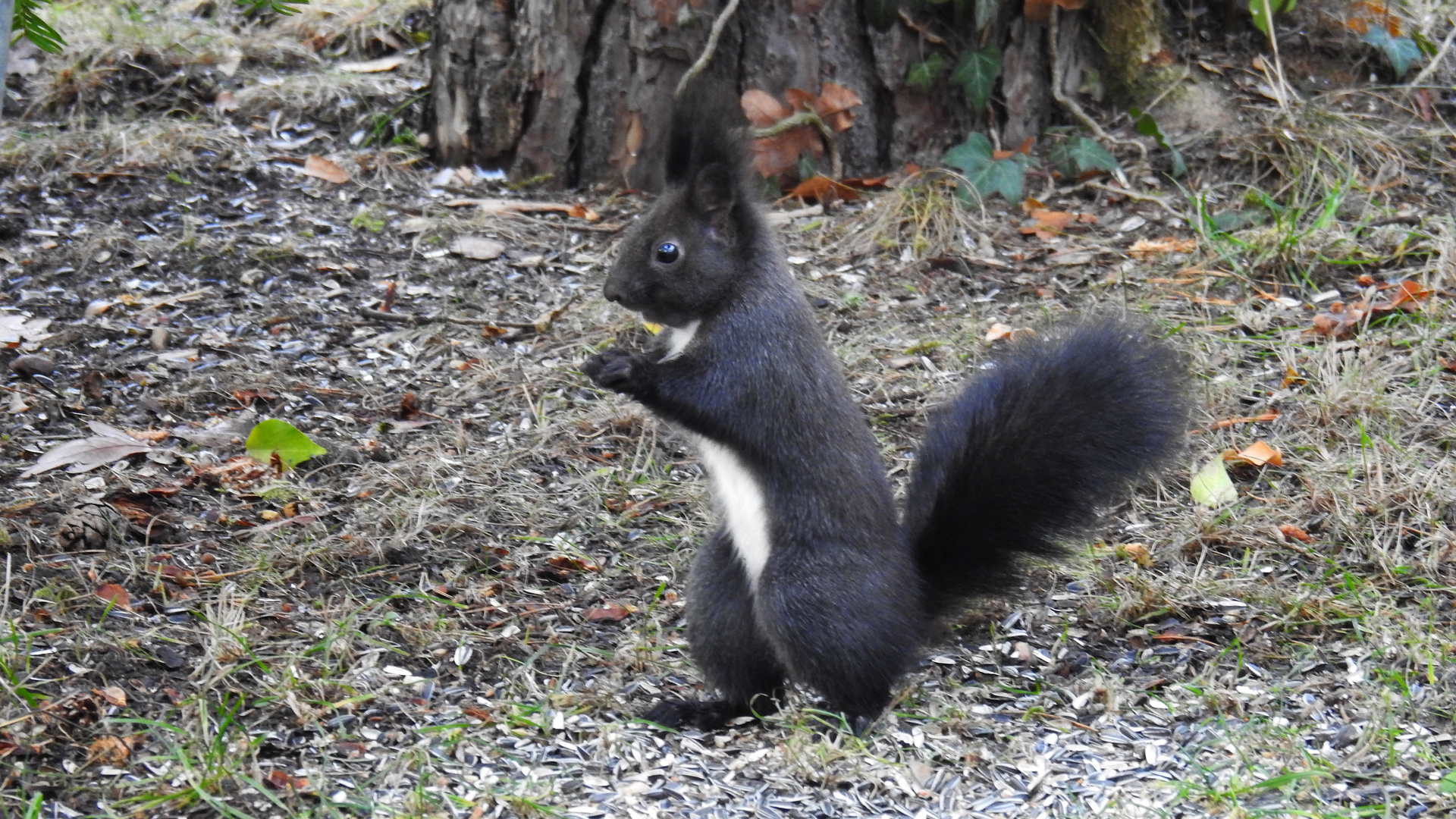 Hörnchen