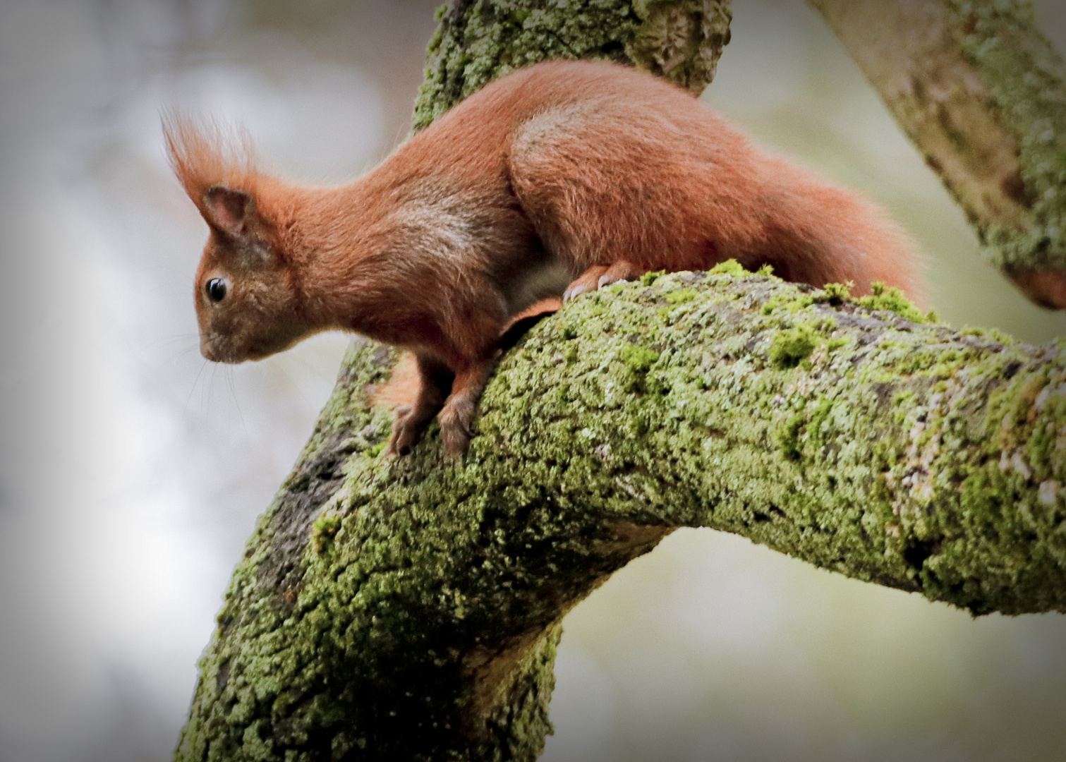 Hörnchen Foto & Bild tiere, motive, natur Bilder auf