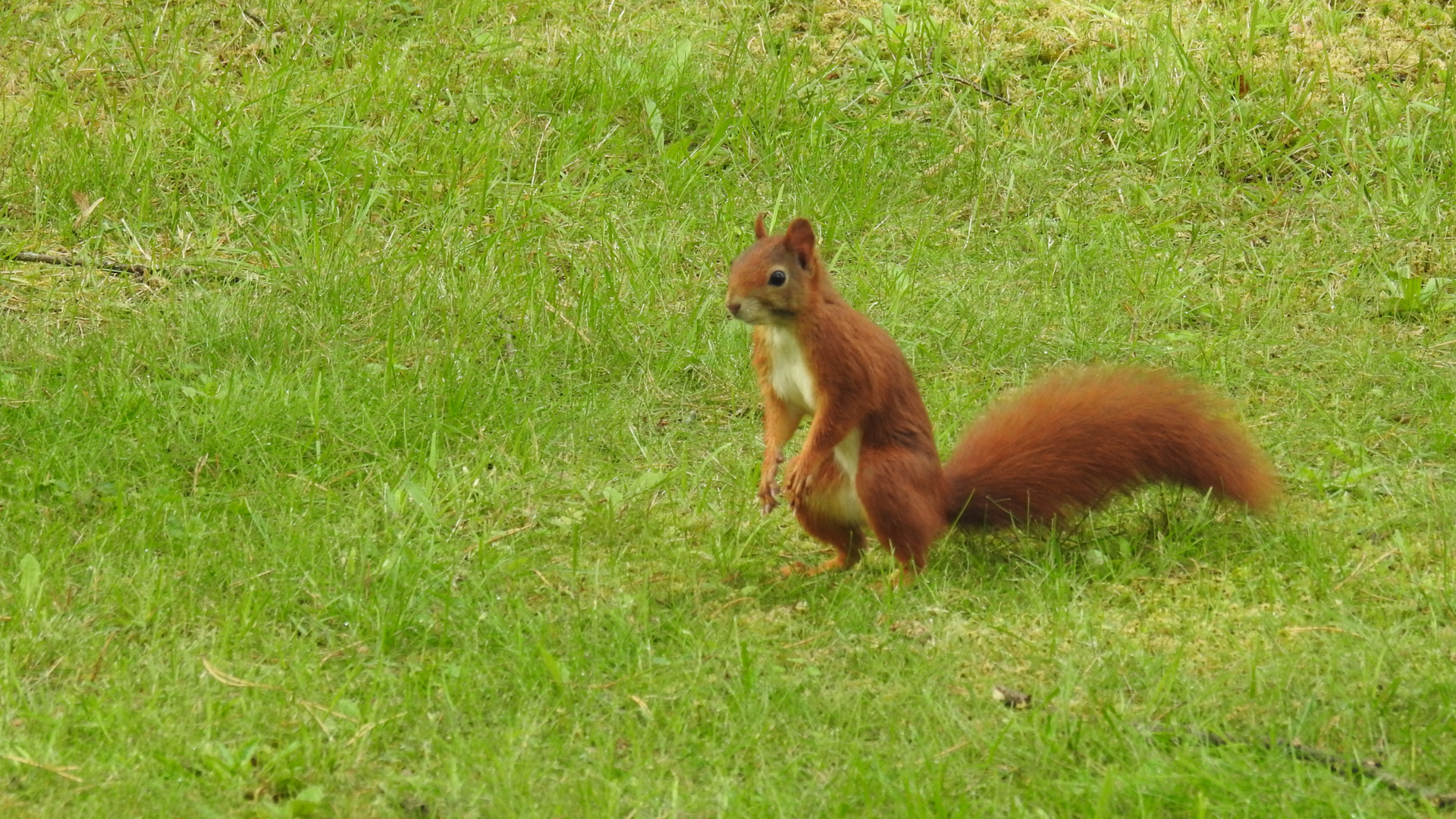 Hörnchen 