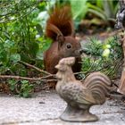 Hörnchen erstaunt  .....