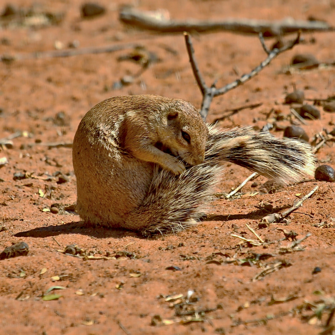 Hörnchen