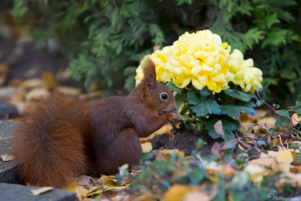 Hörnchen