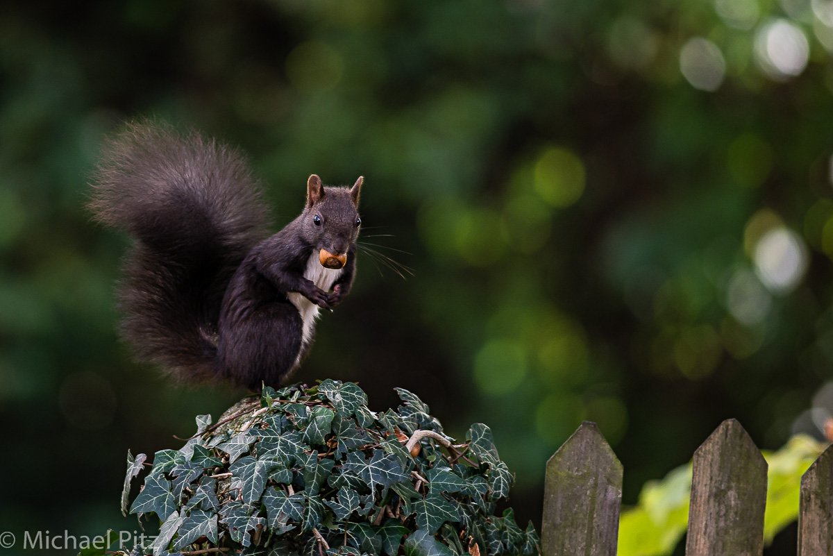 Hörnchen