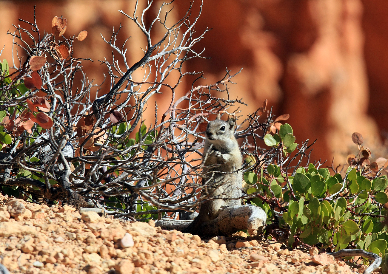 Hörnchen (Familie Sciuridae) im Bryce Canyon, Utah