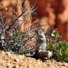 Hörnchen (Familie Sciuridae) im Bryce Canyon, Utah