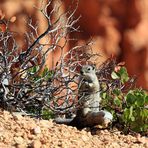 Hörnchen (Familie Sciuridae) im Bryce Canyon, Utah