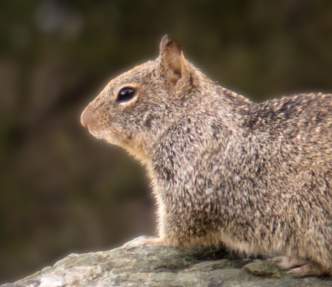 Hörnchen