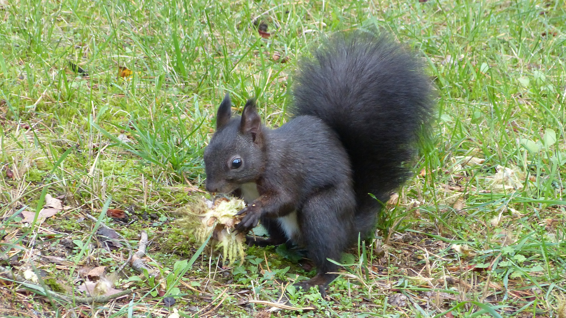 Hörnchen