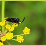 Hörnchen Fliege