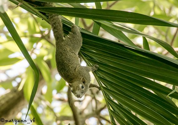 Hörnchen Fotoshoting