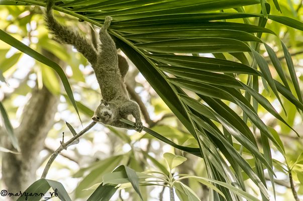 Hörnchen Fotoshoting