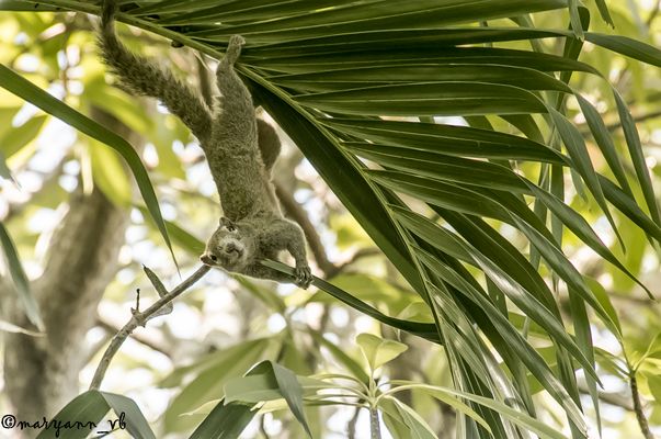 Hörnchen Fotoshoting