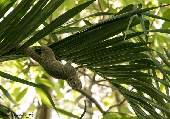 Hörnchen Fotoshoting