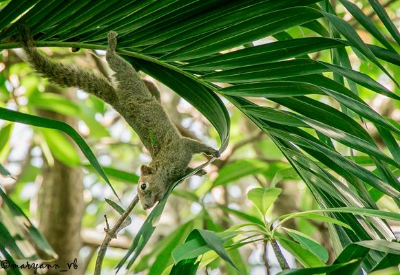 Hörnchen Fotoshoting