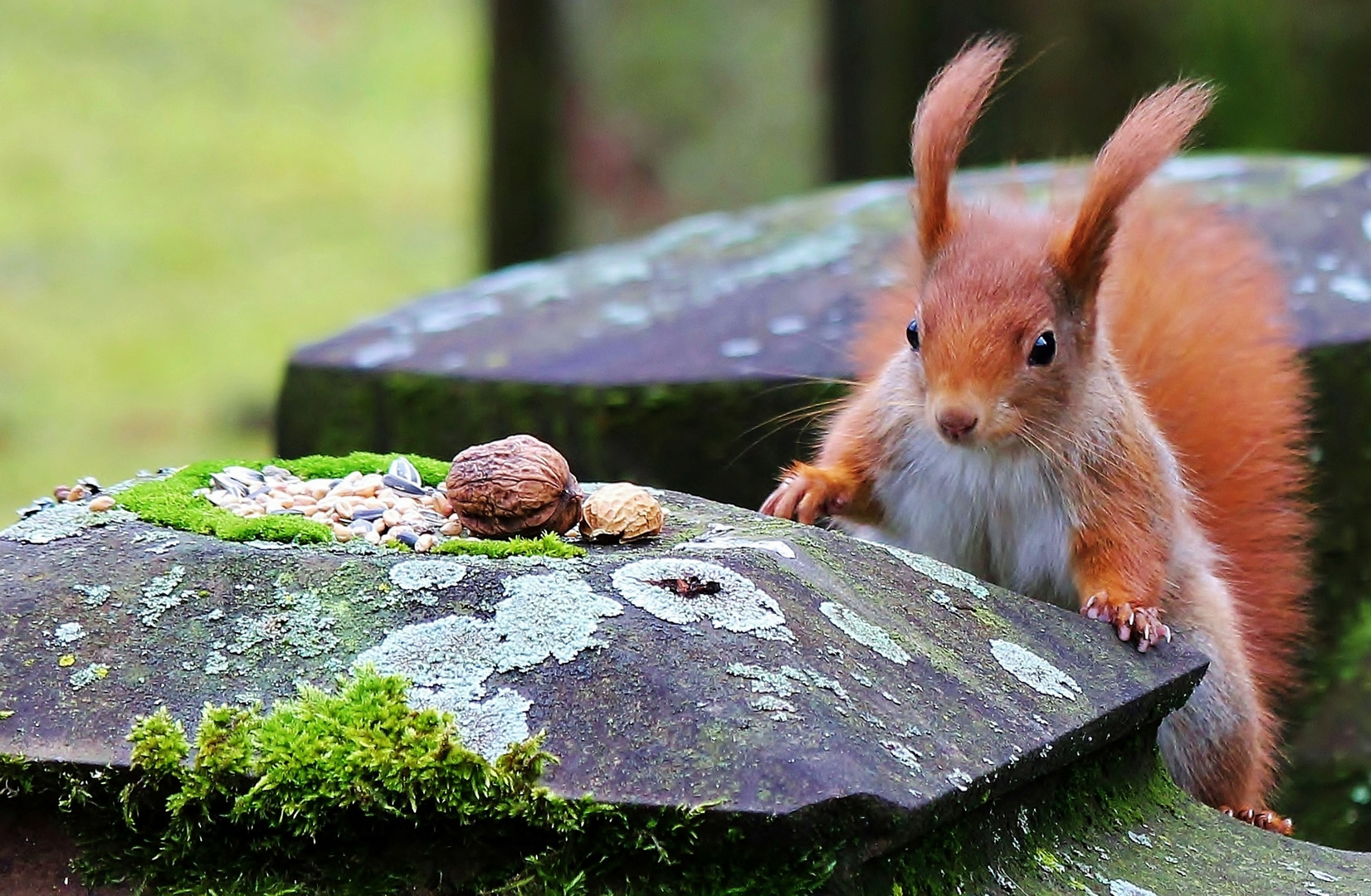 Hörnchen freut sich