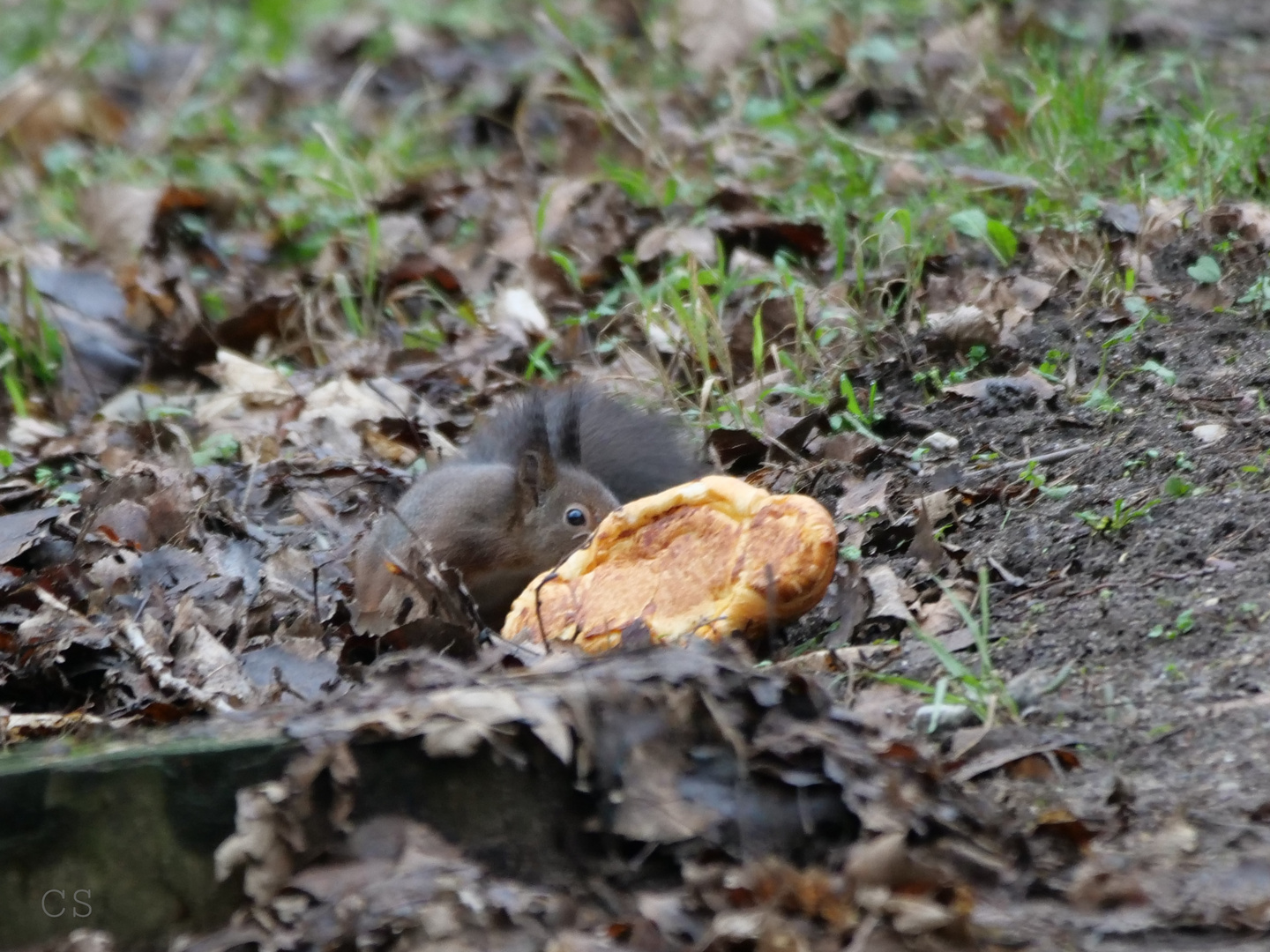 HÖRNCHEN FRISST CROSSAINT