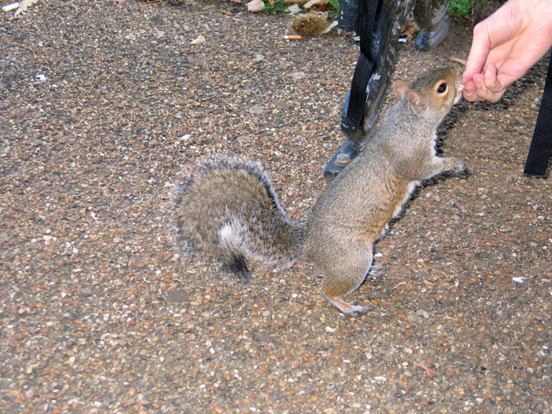 Hörnchen-Fütterung