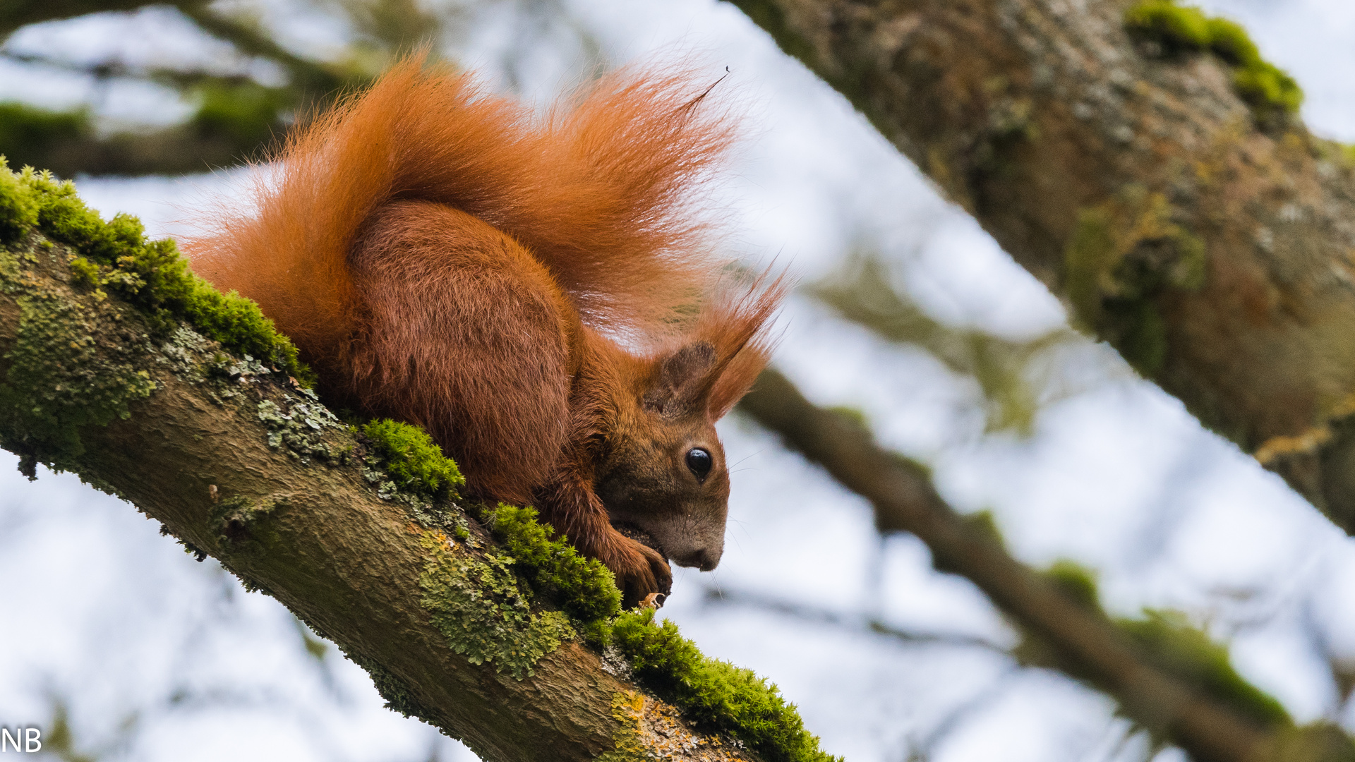 "Hörnchen futtert 2024"