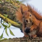 "Hörnchen ganz nah 2024"