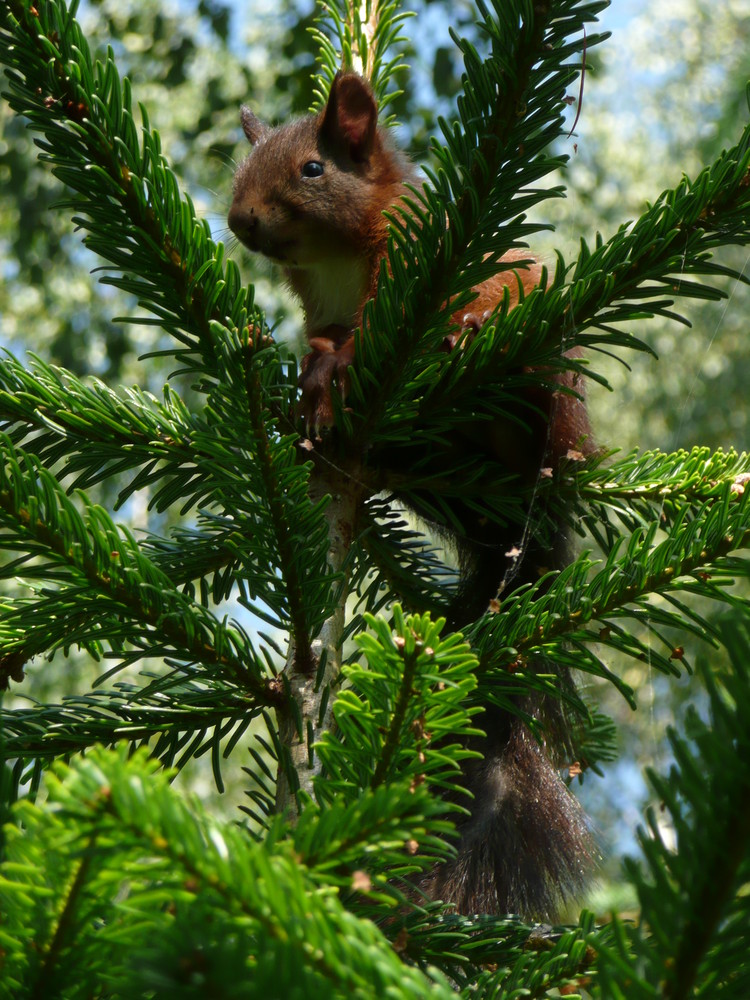 Hörnchen gefällig ?