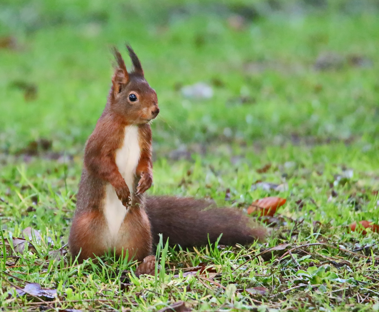 Hörnchen geht immer :-)