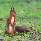 Hörnchen geht immer :-)