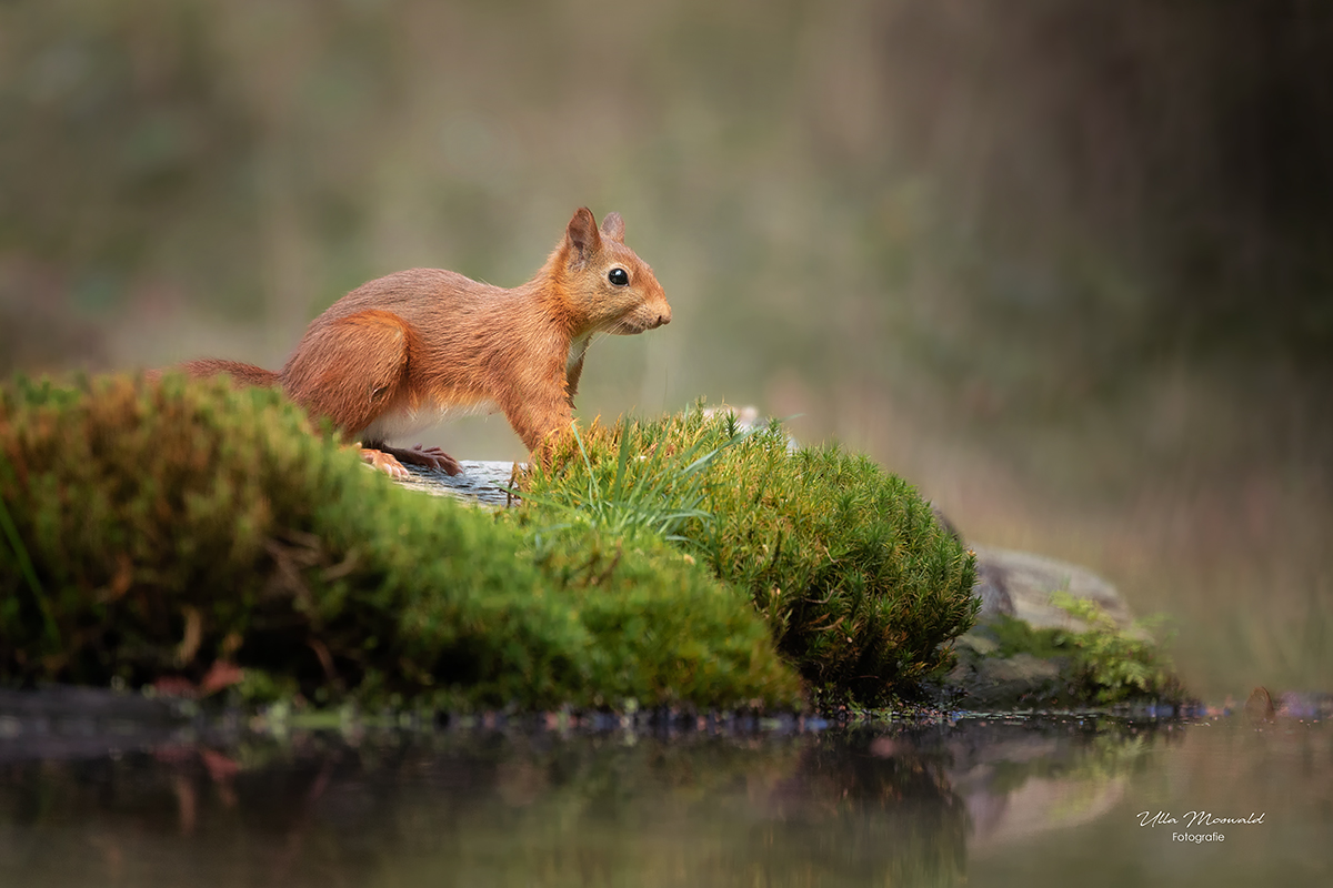 ...Hörnchen geht immer...