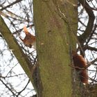 Hörnchen - gerade vor die Linse gelaufen :)