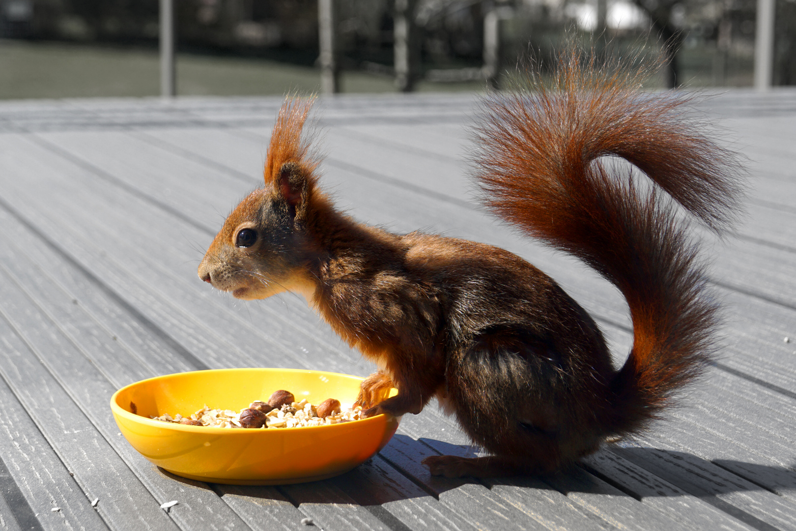 hörnchen - großes frühstück