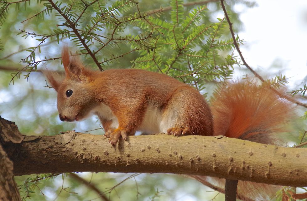 Hörnchen hält Ausschau.....