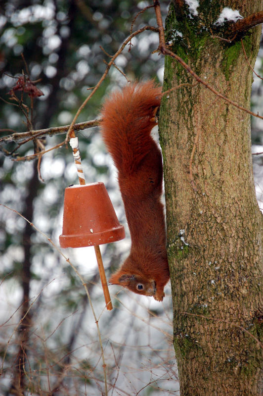 Hörnchen hat was vor III