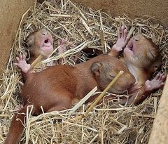 Hörnchen ,,,hier mit der Flasche grossgezogen , zurückgekehrt um beschützt Junge zu bekommen