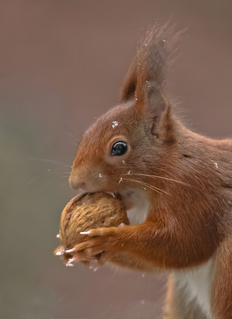 Hörnchen holt sich Futter