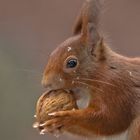 Hörnchen holt sich Futter