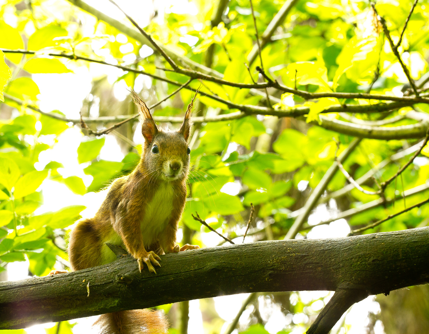 Hörnchen II