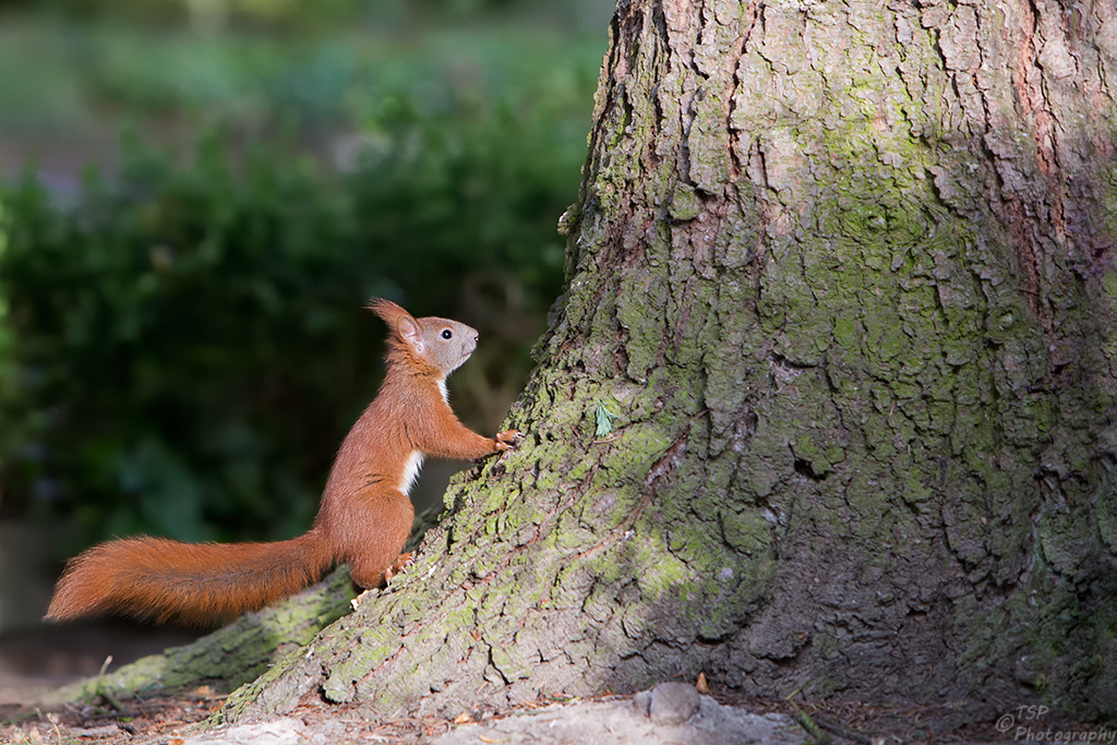 Hörnchen II