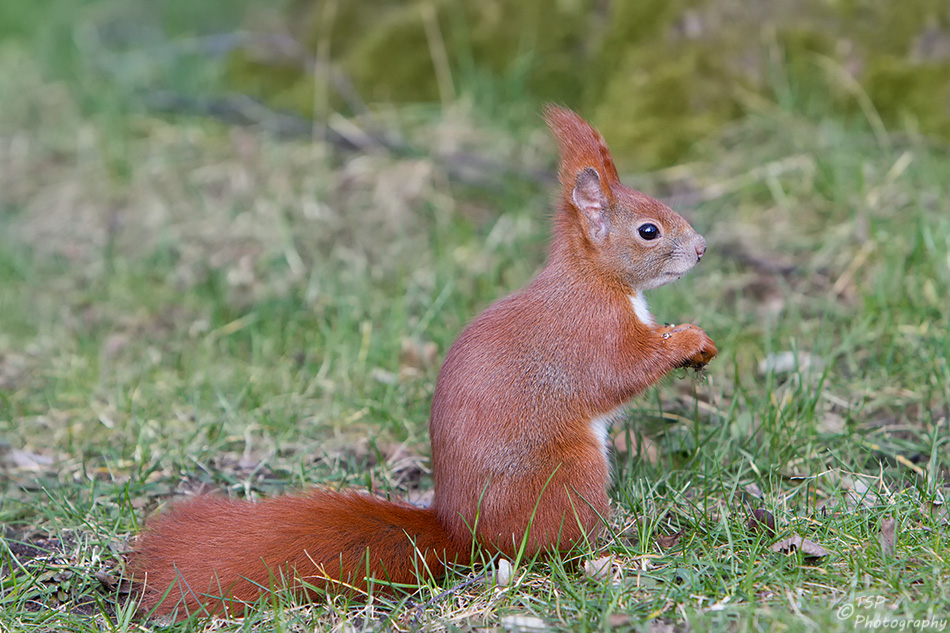 Hörnchen II