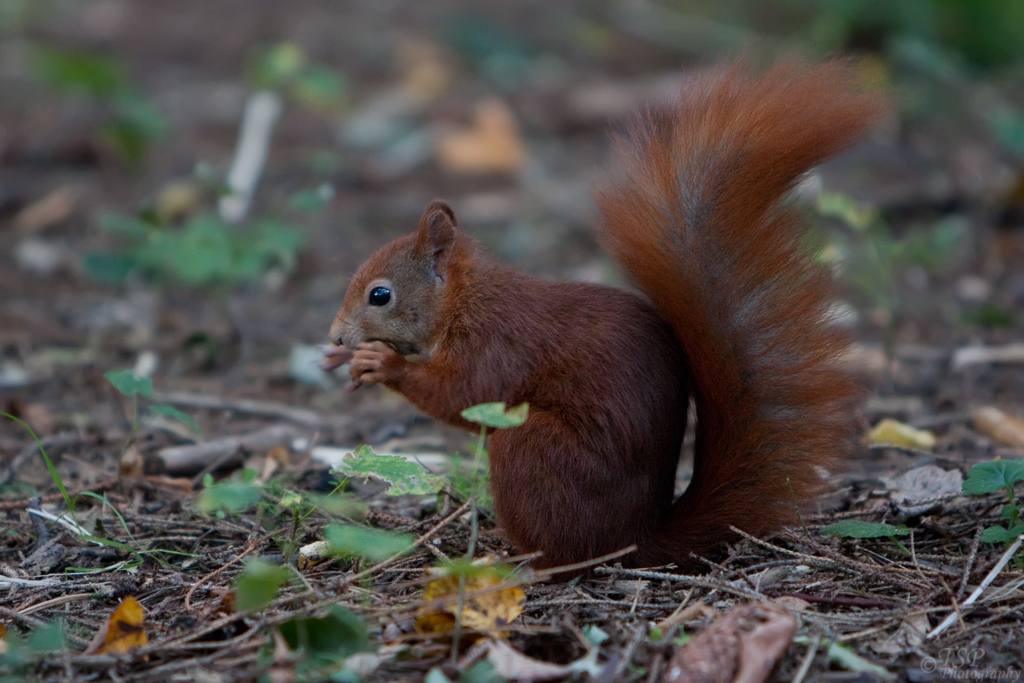 Hörnchen II