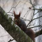 Hörnchen im Baum