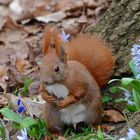 Hörnchen im Blumengarten