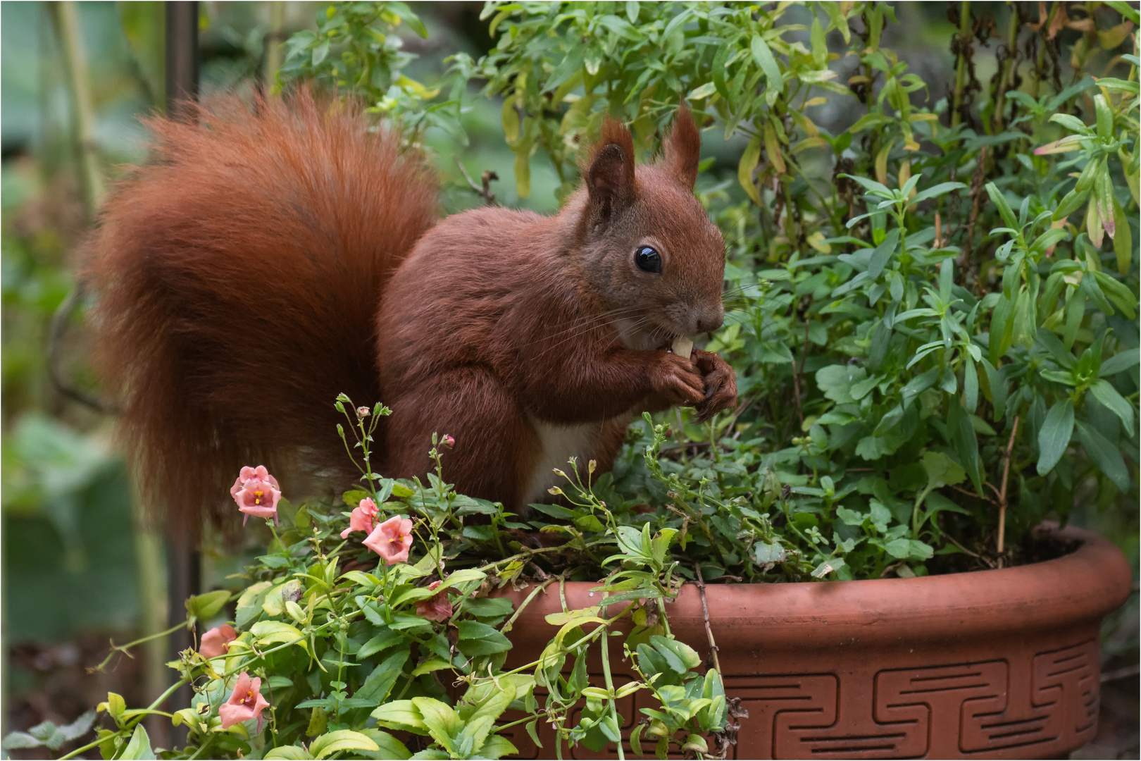 Hörnchen im Blumentopf  .....