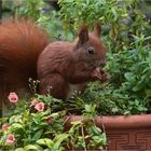 Hörnchen im Blumentopf  .....