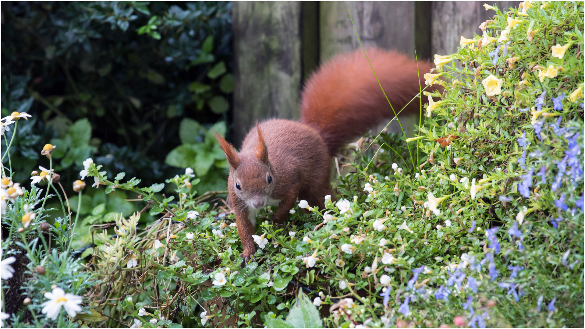 Hörnchen im Blumentopf  .....