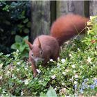 Hörnchen im Blumentopf  .....