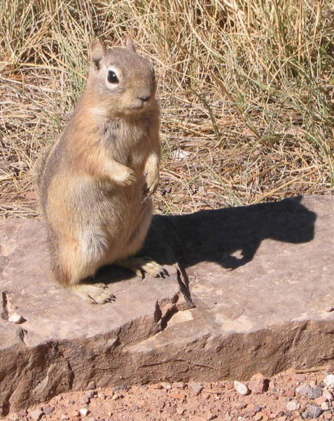 Hörnchen im Bryce Canyon